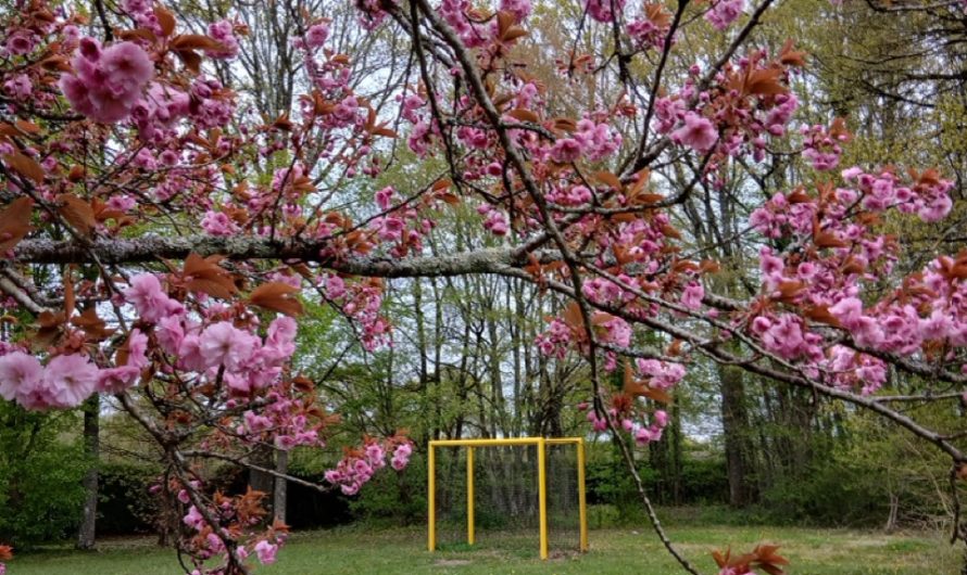 🥋 Week-end du club une édition record et mémorable